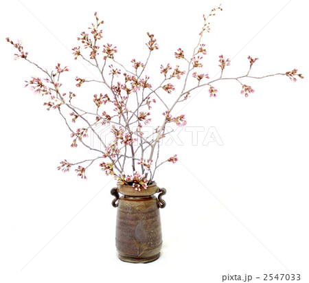 桜 ソメイヨシノ 生け花 花瓶の写真素材