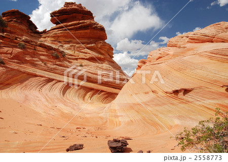 コヨーテビュートの写真素材