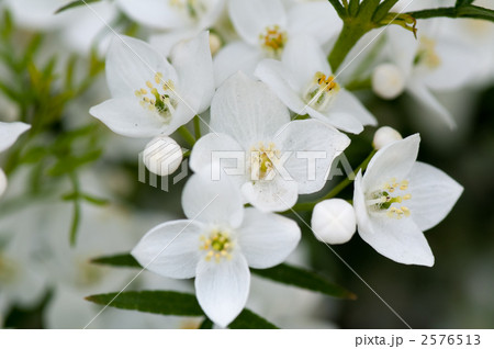 ボロニア 花 植物 クローズアップの写真素材