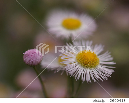 ハルシオン 花の写真素材