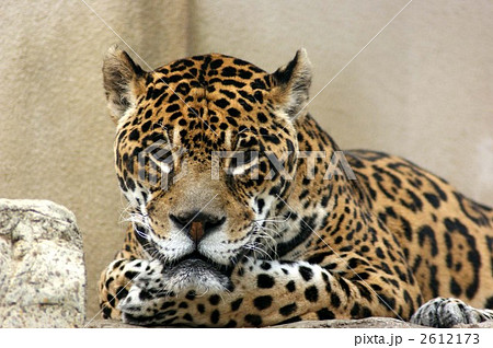 ジャガー 黒の斑点 動物園の動物 一頭の写真素材