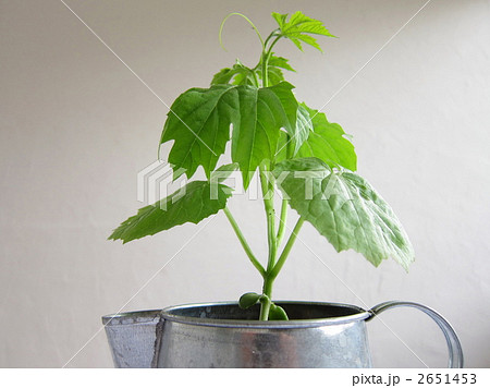 ゴーヤの苗の写真素材