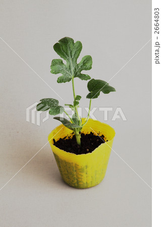 スイカ苗 ポリポットの写真素材
