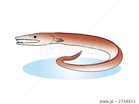 ハモのイラスト素材