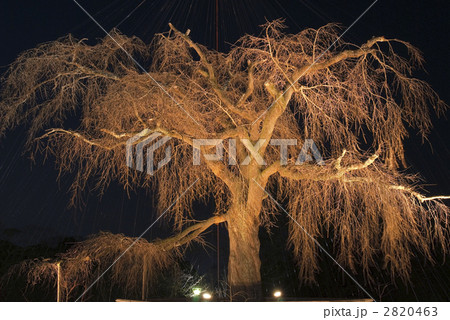 一重白彼岸枝垂桜の写真素材 - PIXTA