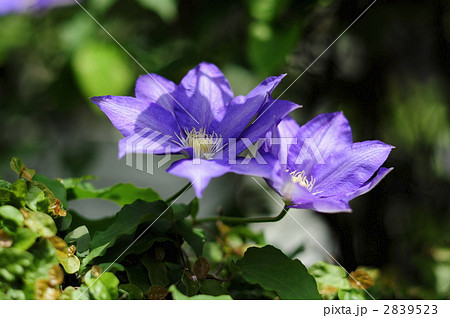 鉄線花の写真素材