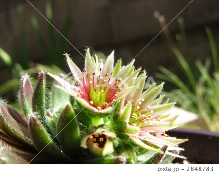 センペルビウム センペルビューム 花の写真素材