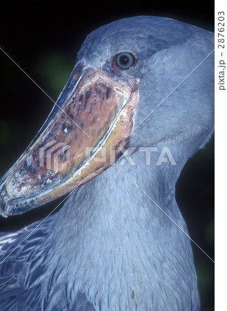 アパレル通販サイトランキング 鳥 ハシビロコウ 横向き PIXTA - くちばしの写真素材 テープ・マスキングテープ
