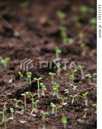 発芽 双葉 芽生え ペチュニアの写真素材