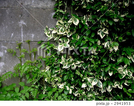 蔦 ブロック塀 ツル草 庭の壁の写真素材