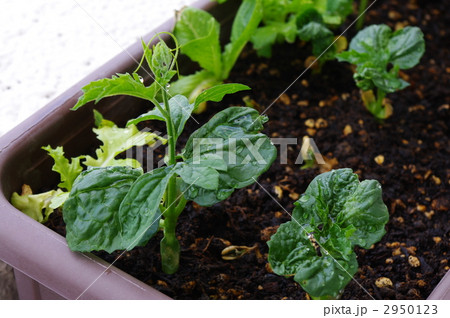 ガーデニング ツルレイシ 葉 苗の写真素材