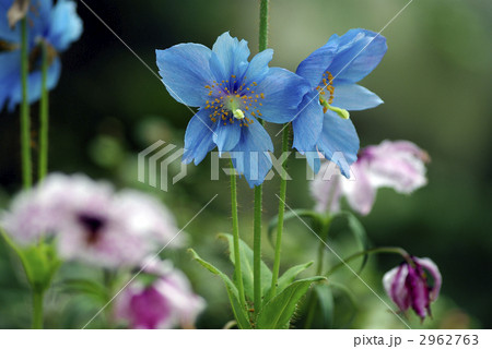 メコノプシス グランディスの写真素材