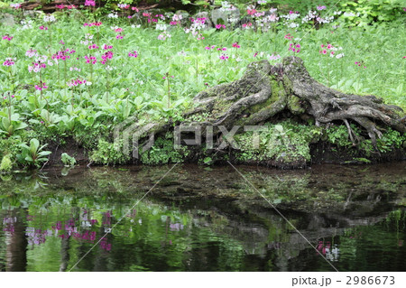 クリンソウの写真素材 - PIXTA クリンソウの写真素材 - PIXTA