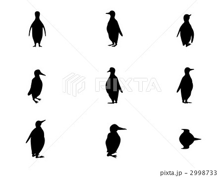 小ペンギン 白黒のイラスト素材
