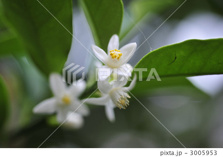 金柑の花の写真素材