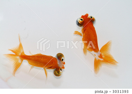 頂点眼 金魚の写真素材