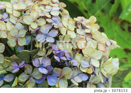 紫陽花 枯れかけ 綺麗の写真素材