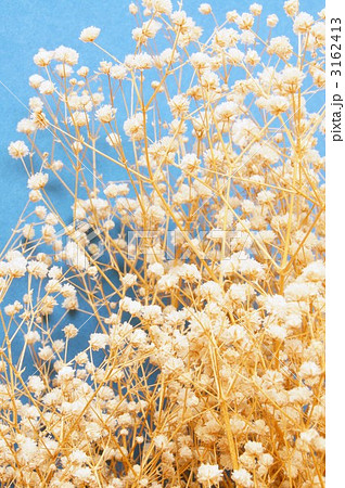カスミ草の写真素材 Pixta