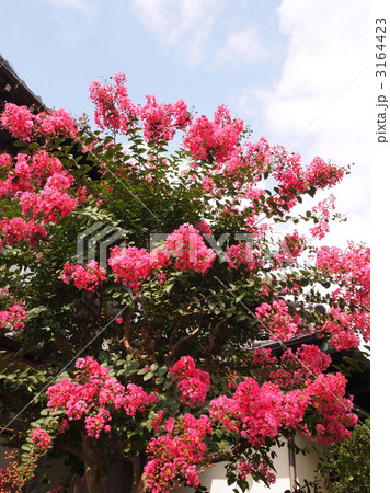 庭花 庭木 百日紅 花木の写真素材