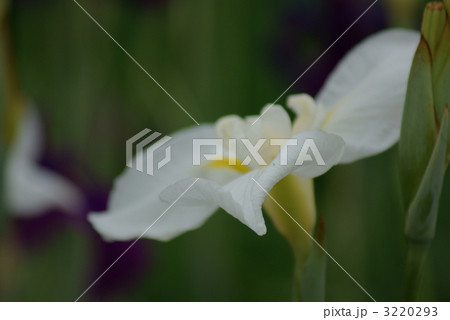 白竜の爪 はくりゅうのつめ の写真素材