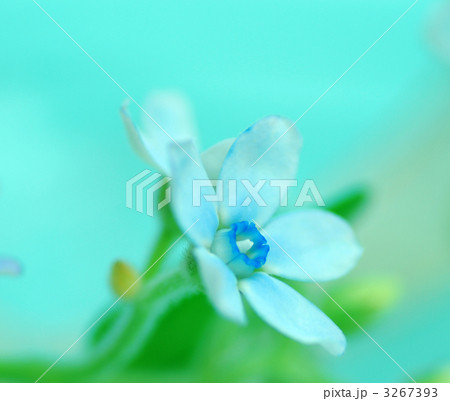 ブルースター 綺麗 青い花 5枚の写真素材