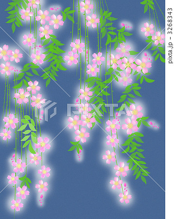 しだれ桜 夜桜 花 桜のイラスト素材