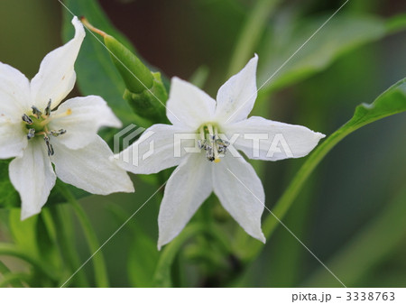野菜の花 白い花の写真素材