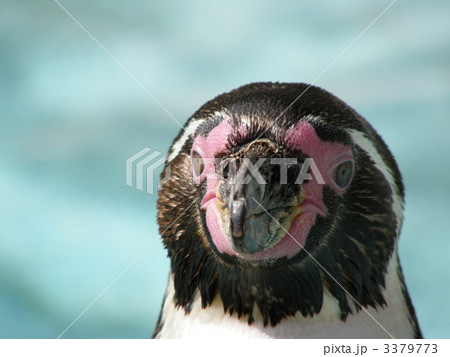 ペンギン 鳥 正面 くちばしの写真素材
