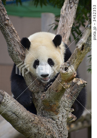 顔 パンダ ジャイアントパンダ 正面の写真素材