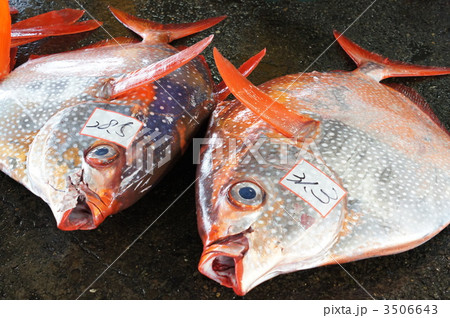 マンダイ 魚 さかなの写真素材