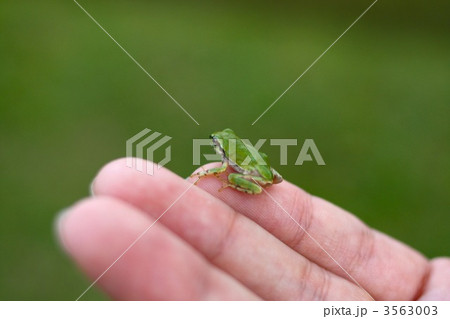カエル 緑色 小さい 指先の写真素材 Pixta