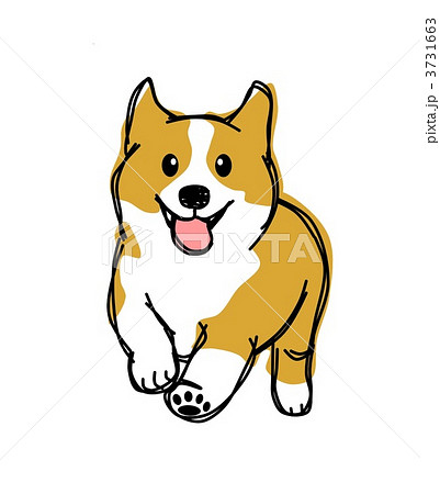 コーギー ウェルシュコーギー 犬 動物のイラスト素材