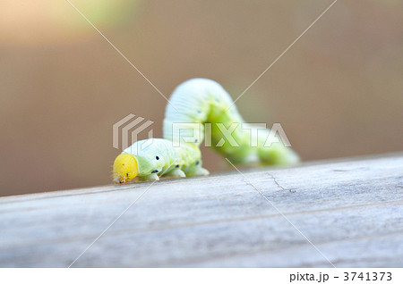 虫 幼虫 尺取虫 かわいいの写真素材