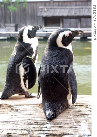 二匹のペンギンの写真素材 - PIXTA