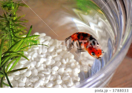 金魚 まだら 金魚鉢 水草の写真素材