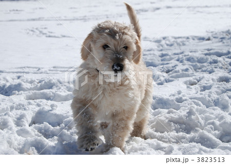 子犬 ゴールデンドゥードル 犬 プードルの写真素材