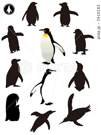ペンギン キングペンギン イワトビペンギン エンペラーペンギンのイラスト素材