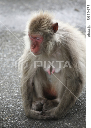 反省猿の写真素材 反省猿の写真素材