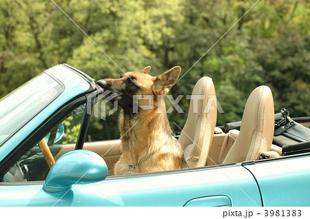 シェパード 犬 オープンカー 動物の写真素材
