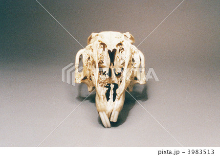 頭顱骨頭蓋骨骨骼樣本骨頭照片素材
