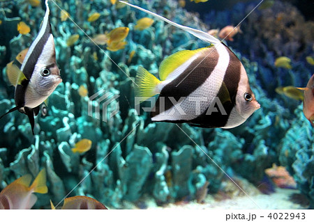 魚類 海水魚 熱帯魚 ハタタテダイ 珊瑚 縞模様 水中の写真素材