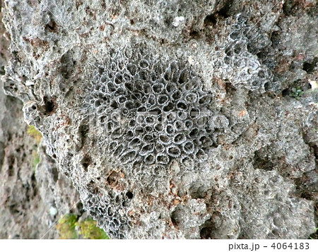 珊瑚 化石 沖縄 波照間島の写真素材