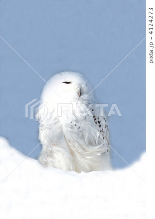 しろふくろう 白梟 シロフクロウ 梟の写真素材