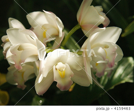カトレア シンポジウム 植物 花の写真素材