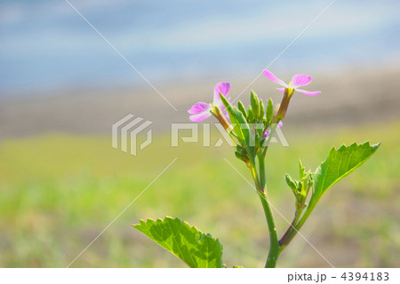 浜大根の花 浜辺の植物の写真素材 - PIXTA