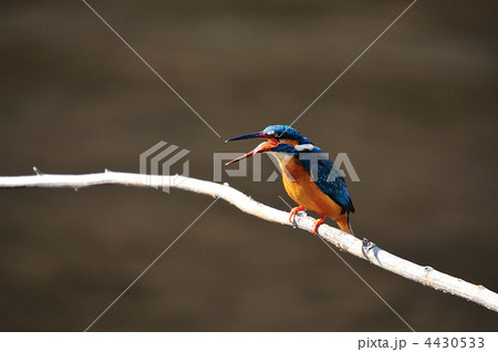 小魚を食べる鳥の写真素材