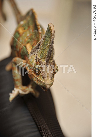 カメレオン 正面 爬虫類の写真素材