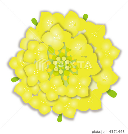 確認用手作りブローチ＊菜の花一輪春想ふ〜黄色いちょうちょの