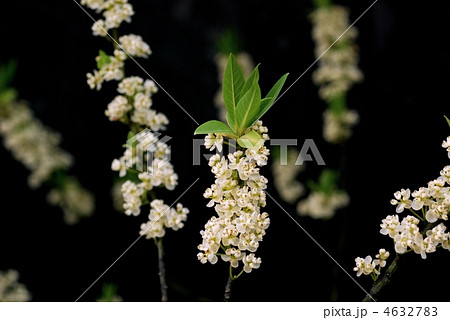 アオモジの花 庭木の写真素材 - PIXTA