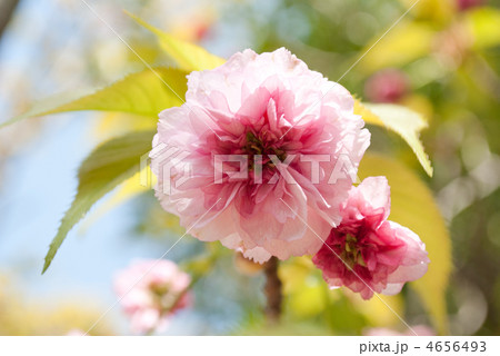 ベニザクラ 植物 紅桜の写真素材